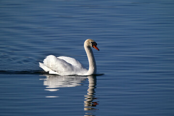 Mute swans in evening light in late winter on quiet water with reflections, preening, feeding and resting
