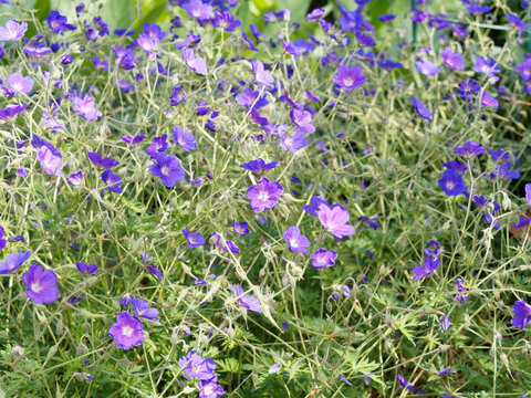 Clumb of Meadow geranium or meadow crane's-bill (Geranium pratense)