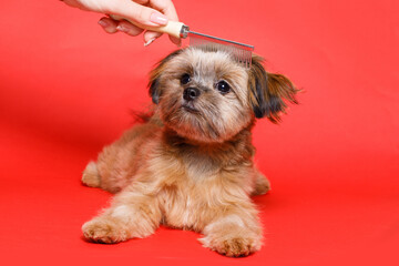 Portrait of cute puppy Shih tzu. Groomer brushing little smiling dog on bright trendy red background. The process of final cutting the dog's hair.