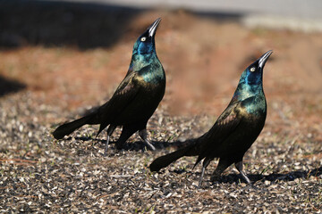 Common Grackles feeding on bird feeder spills in early spring day in freezing cold but sunny day