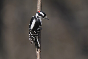 Male Downy woodpecker on branch perched in sunny but freezing cold early spring day in forest
