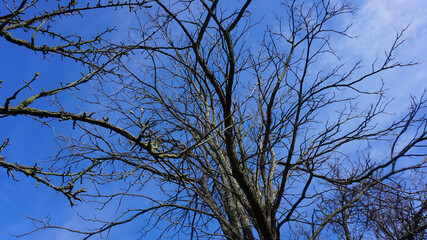 tree in front of blue sky
