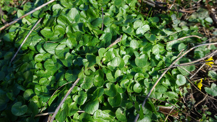 greay green plants in garden