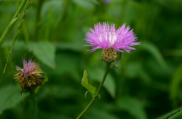 Knapweed flower at the autumn season. Selective focus with shallow depth of field.