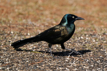 Obraz premium Common Grackles feeding on bird feeder spills in early spring day in freezing cold but sunny day
