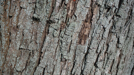 bark wood