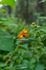 Wild plants on the edge of a hill or yard