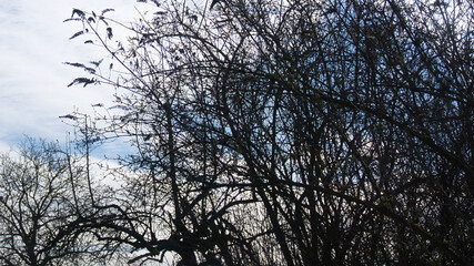 Plants and sky, cloudy