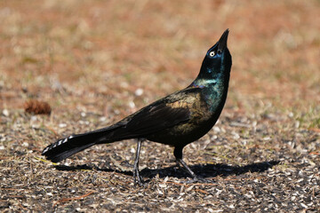 Common Grackles feeding on bird feeder spills in early spring day in freezing cold but sunny day