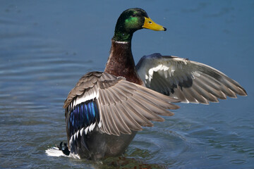 Fototapeta premium Mallard drake in flight by plain blue flat water in early spring in freezing cold in breeding plumage 