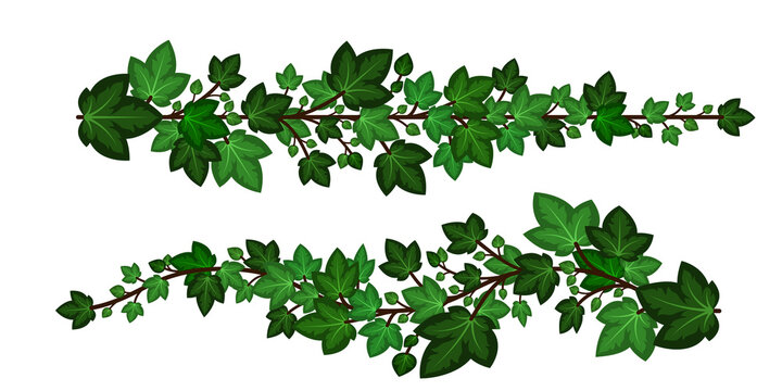 Ivy leaves branches. Set of green ivy garlands isolated on white background. Decorative elements, cartoon design style. Vector illustration