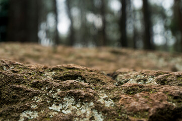 Evergreen forest