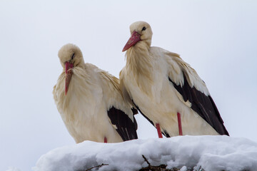 Stork in winter