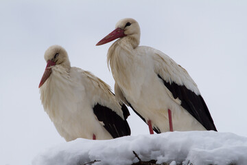 Obraz premium Stork in winter