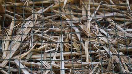 hay, straw wheat