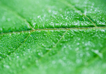 Green leaf as background. Selective focus.