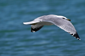 Ring Billed gulls flying over bay or land and yelling his call at females in late winter but sunny day
