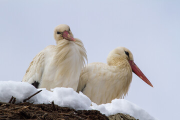 Stork in winter