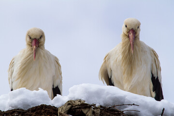 
Storks in winter