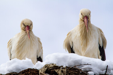 Stork couple in winter in Cristian, Romania