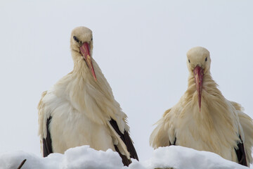 Stork after the onset of winter