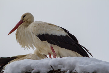 Storks after the onset of winter in Cristian Romania
