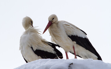 Stork couple in winter in Cristian, Romania