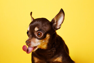 Portraite of cute puppy toy terrier. Little smiling dog on bright trendy yellow background. Free space for text.