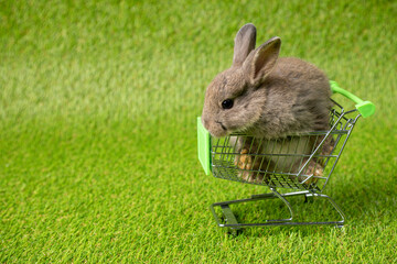 One brown young adorable bunny sitting inside metal shoppong cart on green grass background. Cute Netherlands Dwaf and Holland lops rabbit for Easter celebration