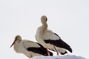 Stork couple in winter