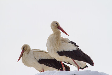 Stork in winter