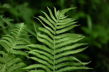 Green fern leaves creating a background with shadows. Plant background and texture.