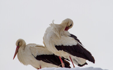 Stork after the onset of winter