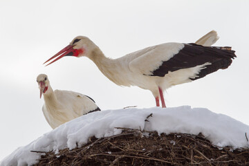 Stork couple in winter in Cristian, Romania