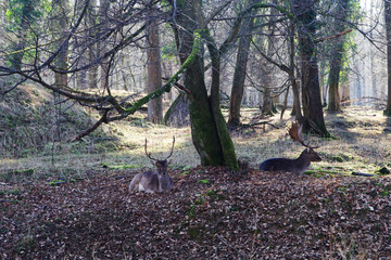 Deers in the forest in Germany