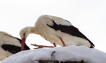 Stork couple in winter in Cristian, Romania