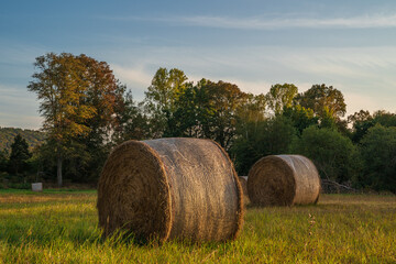 Hay bales in the field