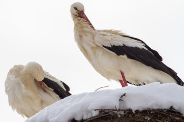 Stork couple in winter