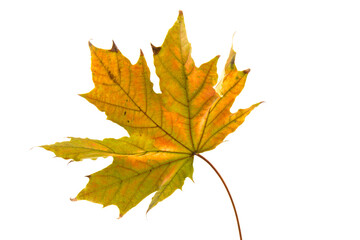 Autumn leaf close-up on white background. rich color background