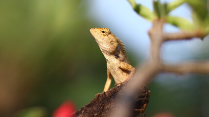 Reptilia, Chameleon, Lacertilia on a tree in the forest