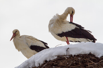 Stork couple in winter in Cristian, Romania
