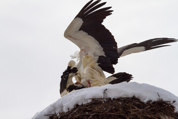 Stork in winter