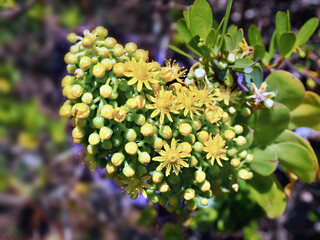 Close-up of the large flower of a yellow-colored roof root, the Aeonium holochrysum, endemic to the Canaries. soft bookeh in the background