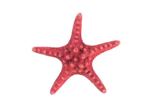 red starfish isolated on white background