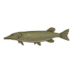 Pike Cartoon Fish Vector Illustration.