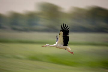 Stork.