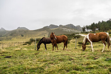 Fototapeta premium Landscape with horses on the road of the Picos de Europa, Asturias and Cantabria, Spain