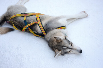 Portrait of a Siberian husky in the snow, tired out after a dog sledding tour with tourists. 