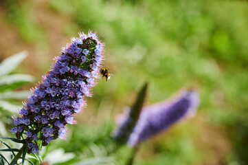 budleia (Budleia Davidii)