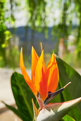 Obraz premium Strelitzia reginae (Ave del paraíso)